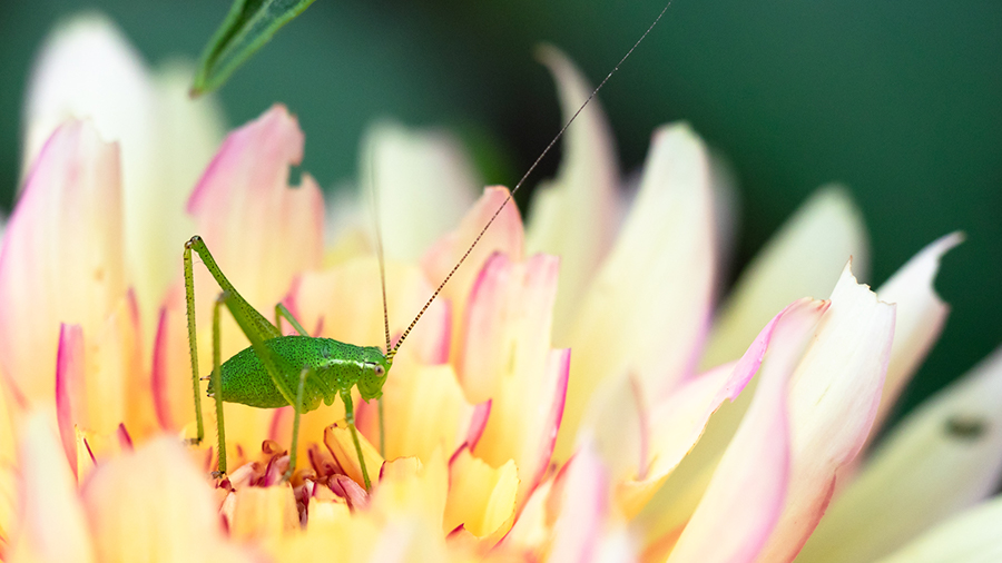 A small bright green grasshopper on a yellow flower with purple rimmed petals