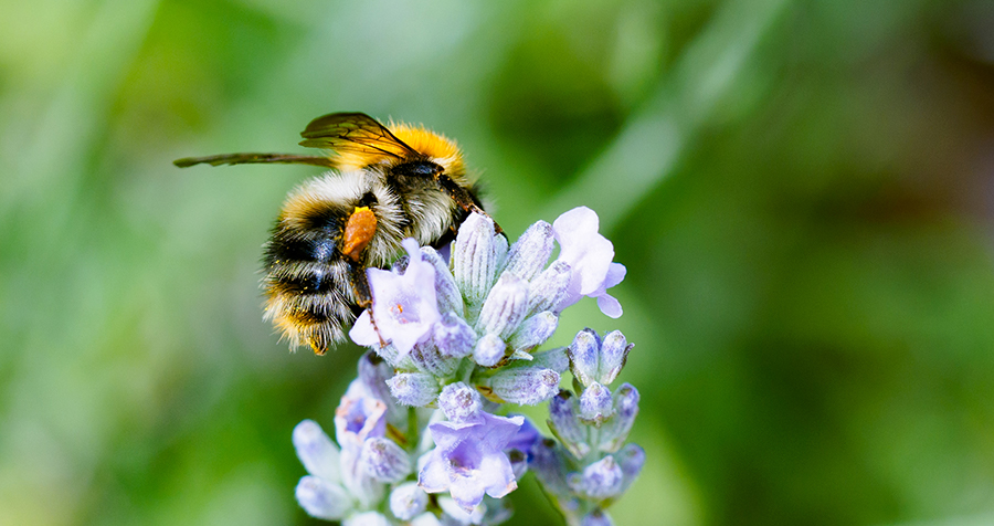 A pollen-covered bumblebee on a purple flower against a blurry green background